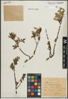 Foto von Salix hastata L.